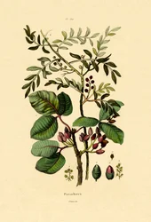 ピスタチオ、1833-39